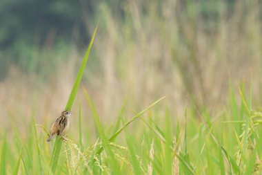 Bir çeltik tarlasında tam gelişmiş çeltik tarlası, yeşil tarım arazisi, Batı Bengal, Hindistan kırsal imajı. Paddy Hindistan 'ın kırsal kesiminin en büyük tarım ürünüdür, özellikle Batı Bengal, Hindistan' da..