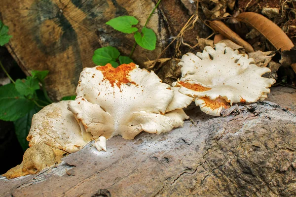 Pilz Auf Einer Baumwurzel Naturbild — Stockfoto