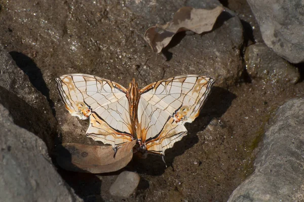 Common Map Butterfly Cyrestis Thyodamas Boisuval Mud Puddling Sucking Fluid — стоковое фото