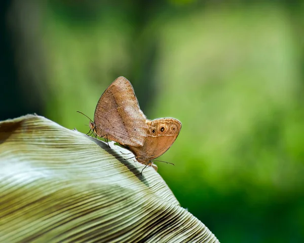 Common Evening Brown Melanitis Leda Motyle Kryjące Się Zielonym Naturalnym — Zdjęcie stockowe
