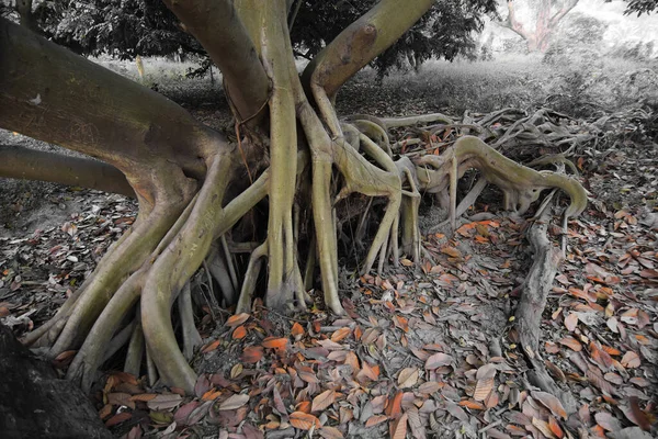 Сухе Листя Лежить Землі Поруч Величезними Коренями Дерев Лісі Красивою — стокове фото
