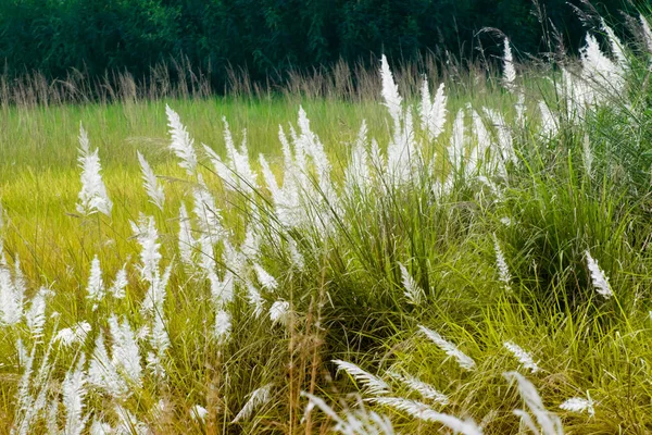 Kans Saccharum Spontaneum Sötétzöld Háttér Kolkata Nyugat Bengál India Üdvözlő — Stock Fotó