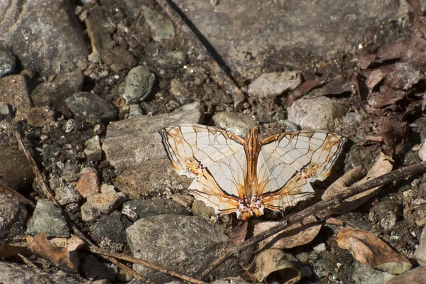 Common Map Motyl Cyrestis Thyodamas Boisuval Kałuża Błota Wysysając Płyn — Zdjęcie stockowe