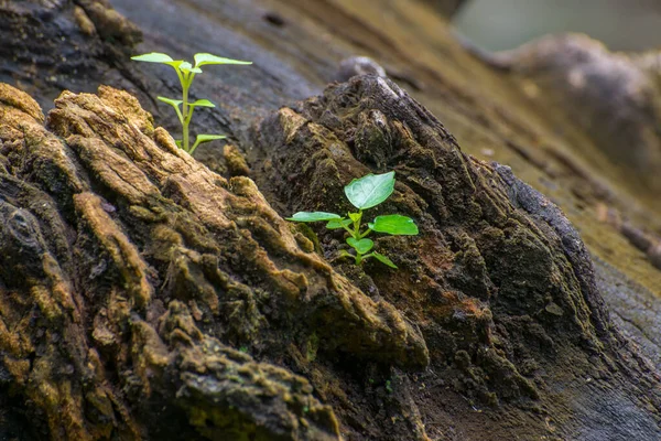 Novo Crescimento Planta Tronco Árvore Velha Bela Imagem Estoque Natureza — Fotografia de Stock