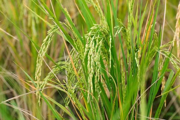 Полностью Выращенный Пэдди Рисовом Поле Зеленая Сельскохозяйственная Земля Сельский Образ — стоковое фото