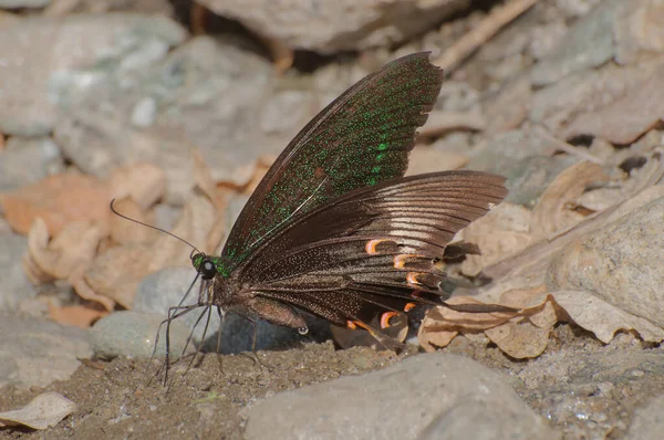 Motyl Mormoński Papilio Polytes Linnaeus Oddający Mocz Mokrej Ziemi Zdjęcie — Zdjęcie stockowe