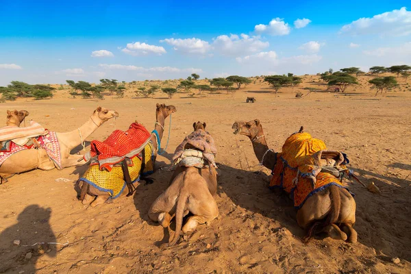 Kamelen Met Traditionele Jurken Wachten Toeristen Voor Kameel Rijden Thar — Stockfoto