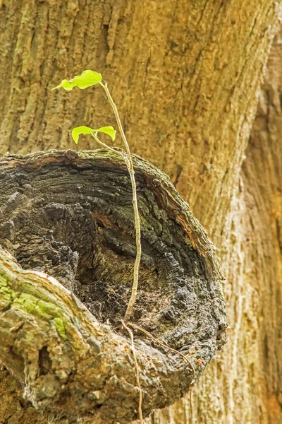 New Green Leaves Born Old Tree Brown Textured Background Nature — Stock Photo, Image