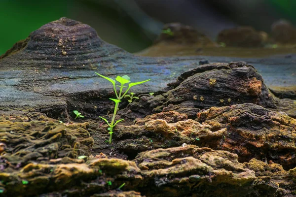 Novo Crescimento Planta Tronco Árvore Velha Bela Imagem Estoque Natureza — Fotografia de Stock