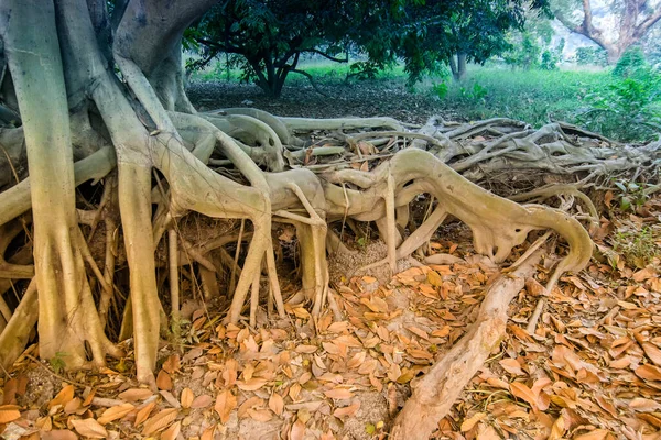 Hojas Secas Pardas Que Yacen Quietas Suelo Junto Enormes Raíces — Foto de Stock