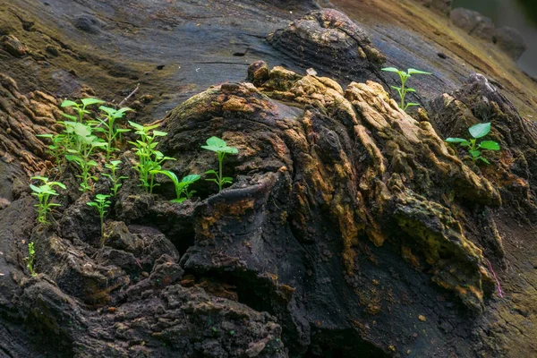 Novo Crescimento Planta Tronco Árvore Velha Bela Imagem Estoque Natureza — Fotografia de Stock