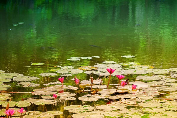 Nymphaea Nouchali Nymphaea Stellata Nilüfergiller Nymphaea Familyasından Bir Nilya Türü — Stok fotoğraf