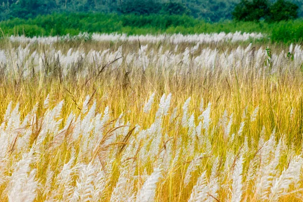 Kans Grass Saccharum Spontaneum Dark Green Backgound Kolkata West Bengal — стоковое фото