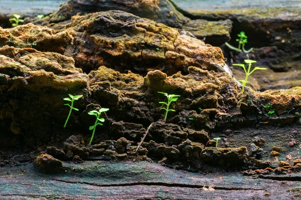 Novo Crescimento Planta Tronco Árvore Velha Bela Imagem Estoque Natureza — Fotografia de Stock