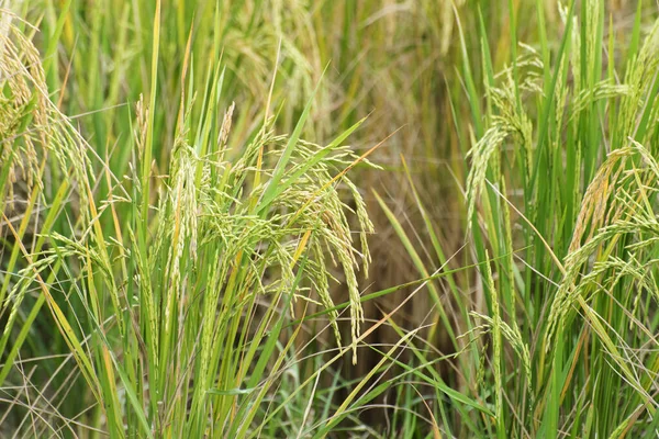 Fully grown paddy in a paddy field, green agriculture land, rural image of West Bengal, India. Paddy is the biggest agricultural product of rural India, especially in West Bengal, India.