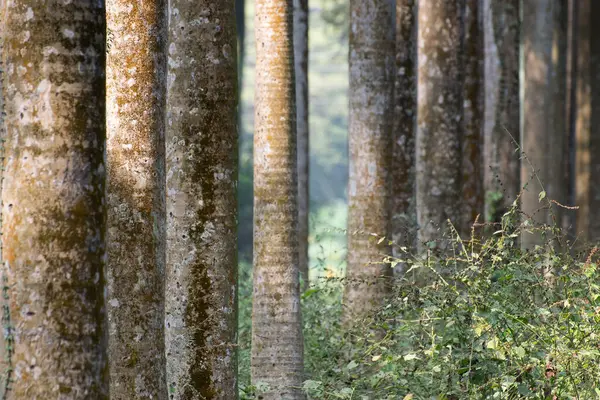 Hojas Árboles Secos Fondo Raíces Árbol Invierno Malhumorado Con Juego — Foto de Stock