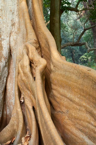 Raiz Uma Árvore Natureza Fundo Estoque Tiro — Fotografia de Stock