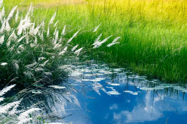 Kans Grass Saccharum Spontaneum Water Reflection Sky Kolkata West Bengal — 图库照片