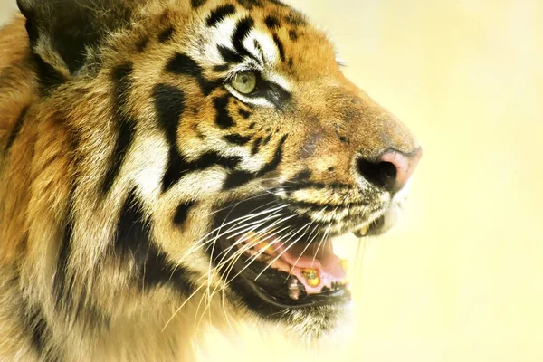 Bengal Kaplanının Güzel Kızgın Yüzü Panthera Dicle Batı Bengal Hindistan — Stok fotoğraf