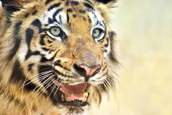 Bengal Kraliyet Kaplanı Panthera Dicle Batı Bengal Hindistan Güzel Kızgın — Stok fotoğraf