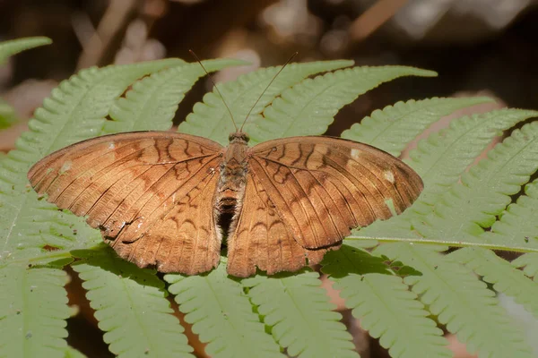 一般的な男爵蝶 Euthalia Aconthea 泥の水溜まり すなわち 湿った地域から流体を吸い上げる インドのシキムで撮影した画像 — ストック写真