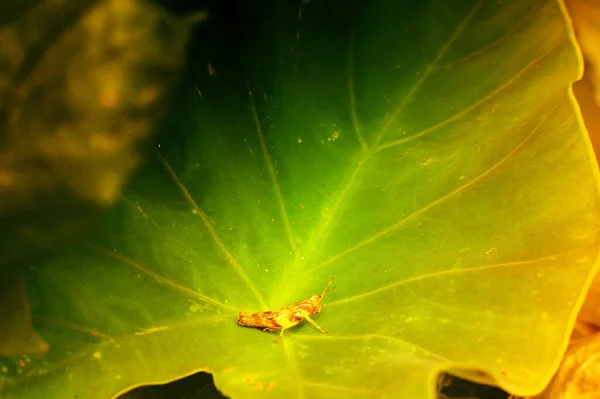 Cricket Sur Une Feuille Verte Texture Nature Photographie Stock Avec — Photo