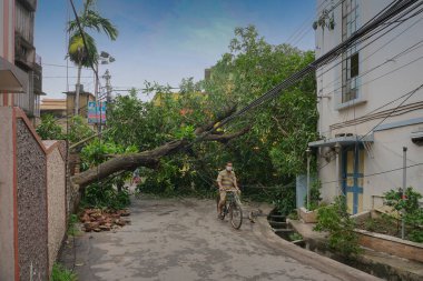 Howrah, Batı Bengal, Hindistan - 21 Mayıs 2020: Süper Kasırga Amphan devrilen ve yolu tıkayan ağacı söktü. Vatandaş bisikletle tehlikeli bir şekilde hayatını tehlikeye atıyor..