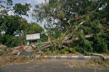 Kolkata, West Bengal, India - 23rd May 2020 : Super cyclone Amphan uprooted tree which fell and blocked pavement. The devastation has made many trees fall on ground. clipart
