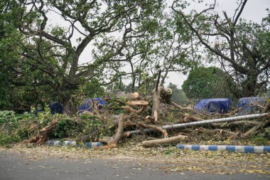Kolkata, Batı Bengal, Hindistan - 23 Mayıs 2020: Süper Kasırga Amphan devrilen ve kaldırımı tıkayan ağacı söktü. Yıkım birçok ağacı yere düşürdü..