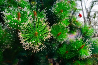 Mutlu Noeller - Noel ağacı. Kolkata, Hindistan 'da çekildi.