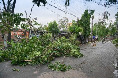Howrah, Batı Bengal, Hindistan - 21 Mayıs 2020: Süper Kasırga Amphan devrilen ve yolu tıkayan ağacı söktü. Yıkım birçok ağacı yere düşürdü..