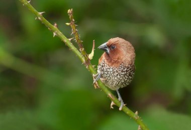Kuş, Scally-göğüslü Munia (Lonchura punctulata) çalıların üzerinde tünemektedir