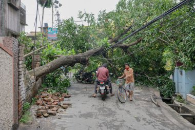 Howrah, Batı Bengal, Hindistan - 21 Mayıs 2020: Süper Kasırga Amphan devrilen ve yolu tıkayan ağacı söktü. Yıkım birçok ağacı yere düşürdü..