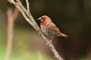 Kuş, Scally-göğüslü Munia (Lonchura punctulata) çalıların üzerinde tünemektedir