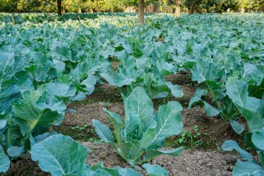 Cauli flower, brassica oleracea, being cultivated in an agriculture field. View of green farming of a village in West Bengal, India. clipart
