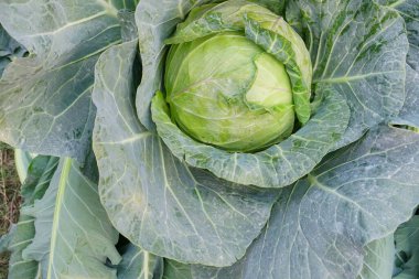 Lahana manzarası, brassica oleracea, tarım alanında yetiştiriliyor. Batı Bengal, Hindistan