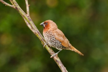 Kuş, Scally-göğüslü Munia (Lonchura punctulata) çalıların üzerinde tünemektedir