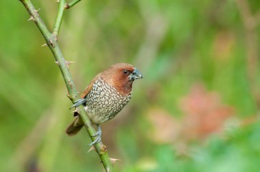 Kuş, Scally-göğüslü Munia (Lonchura punctulata) çalıların üzerinde tünemektedir