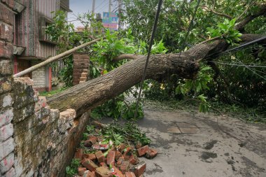 Howrah, Batı Bengal, Hindistan - 21 Mayıs 2020: Süper Kasırga Amphan devrilen ve yolu tıkayan ağacı söktü. Yıkım birçok ağacı yere düşürdü..