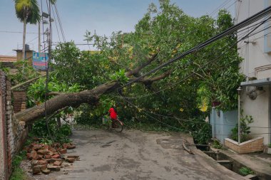 Howrah, Batı Bengal, Hindistan - 21 Mayıs 2020: Süper Kasırga Amphan devrilen ve yolu tıkayan ağacı söktü. Vatandaş bisikletle tehlikeli bir şekilde hayatını tehlikeye atıyor..