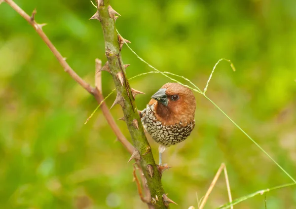 Oiseau Munia Poitrine Épineuse Lonchura Punctulata Perché Sur Buisson — Photo