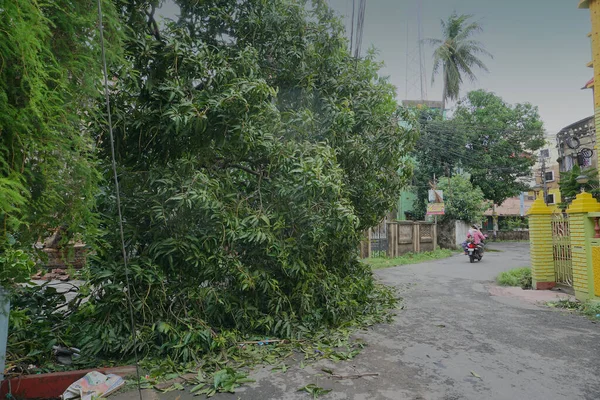 Howrah West Bengal India Maggio 2020 Albero Sradicato Dall Anfano — Foto Stock