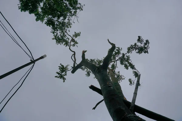 Super cyclone Amphan broke a tree which fell on street light and broke it. The devastation has made many damages to West Bengal state. Shot at Howrah, West Bengal, India.