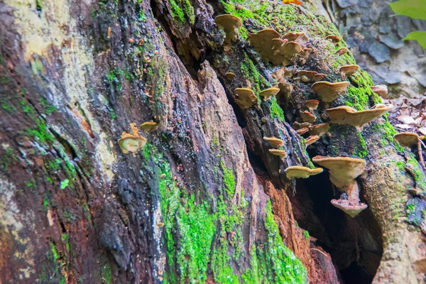 Μύκητες Καφέ Μεγάλο Κορμό Δέντρο Φύση Εικόνα Αρχείου Πυροβόλησε Στο — Φωτογραφία Αρχείου