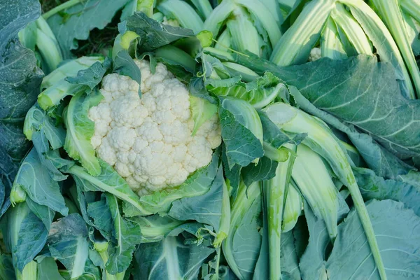 Top View Cauli Flower Brassica Oleracea Being Cultivated Agriculture Field — Stock Photo, Image