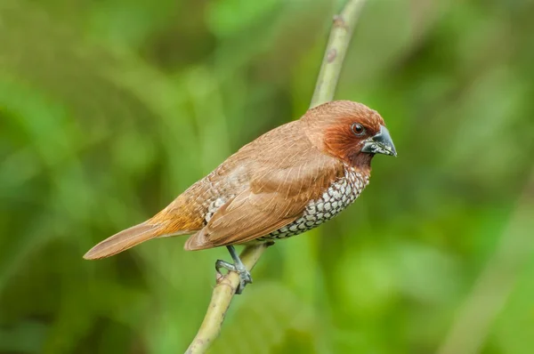 Pássaro Munia Scally Breasted Lonchura Punctulata Poleiro Arbusto — Fotografia de Stock