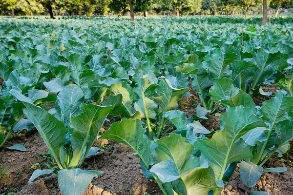 Flor Del Cauli Brassica Oleracea Cultivada Campo Agrícola Vista Agricultura — Foto de Stock