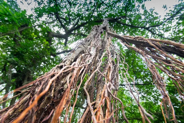 Raízes Marrons Penduradas Árvore Grande Banyan Tiro Acharya Jagadish Chandra — Fotografia de Stock