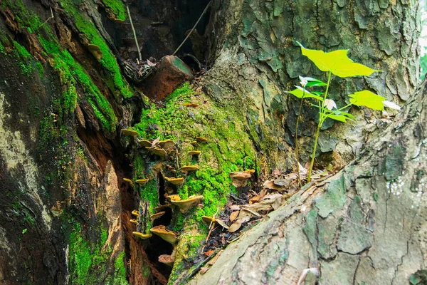 Fungo Folhas Verdes Imagem Estoque Natureza Tiro Shibpur Howrah Bengala — Fotografia de Stock