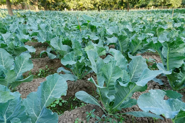 Col Brassica Oleracea Cultiva Campo Agrícola Bengala Occidental India Agricultura — Foto de Stock